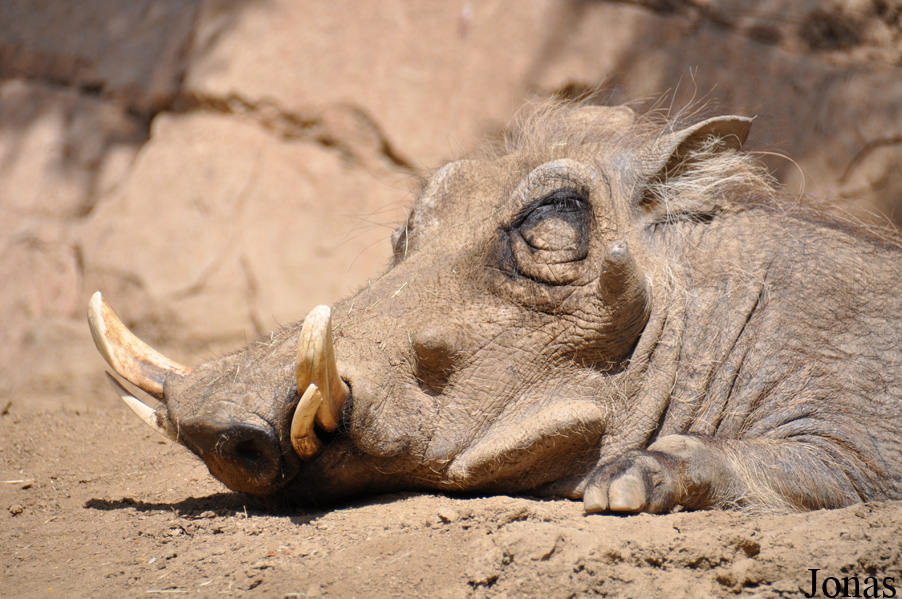 Phacochoerus africanus sundevallii