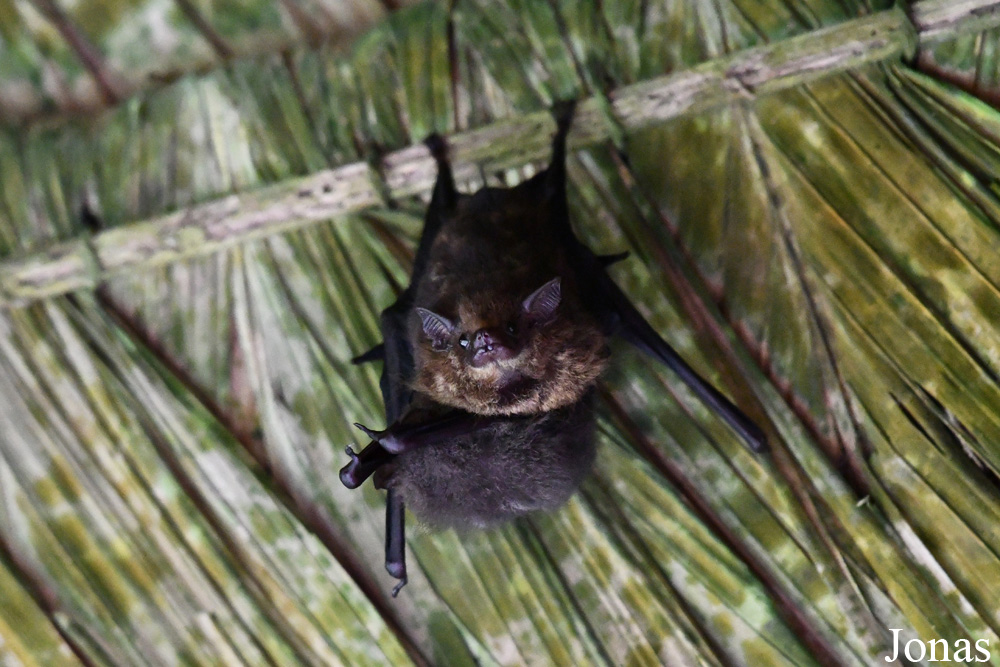 Saccopteryx bilineata / Camp Canopée