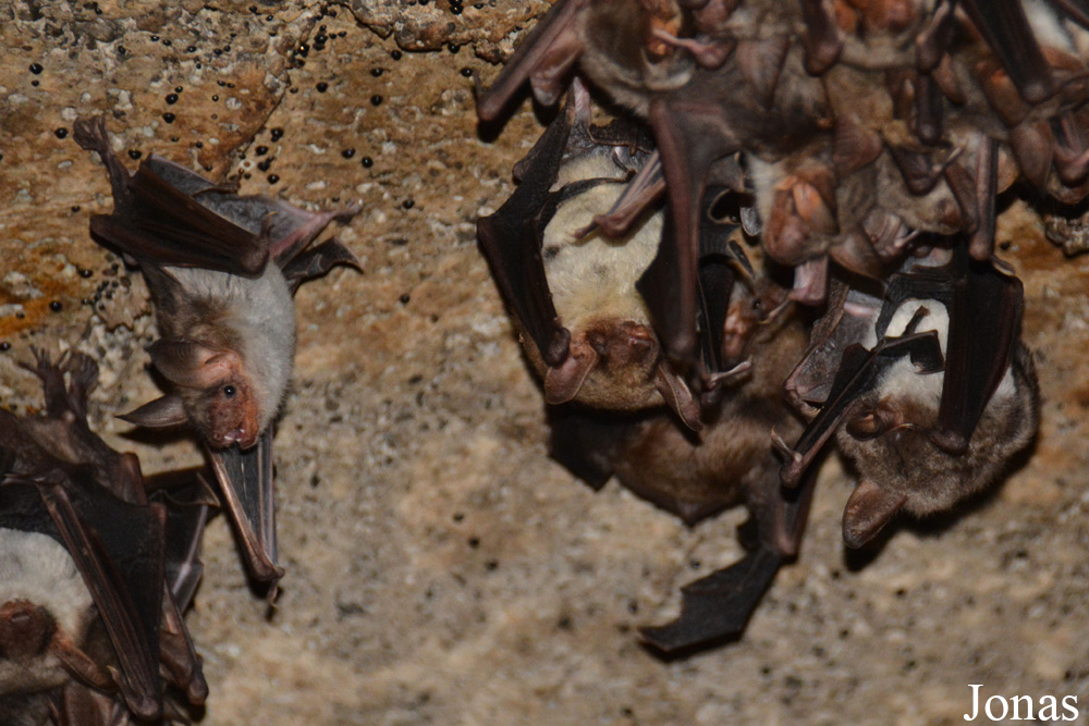 Myotis myotis / Ardes-sur-Couze