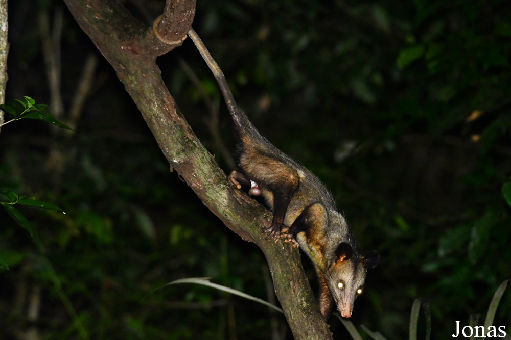 Didelphis marsupialis / Campus Agronomique de Kourou