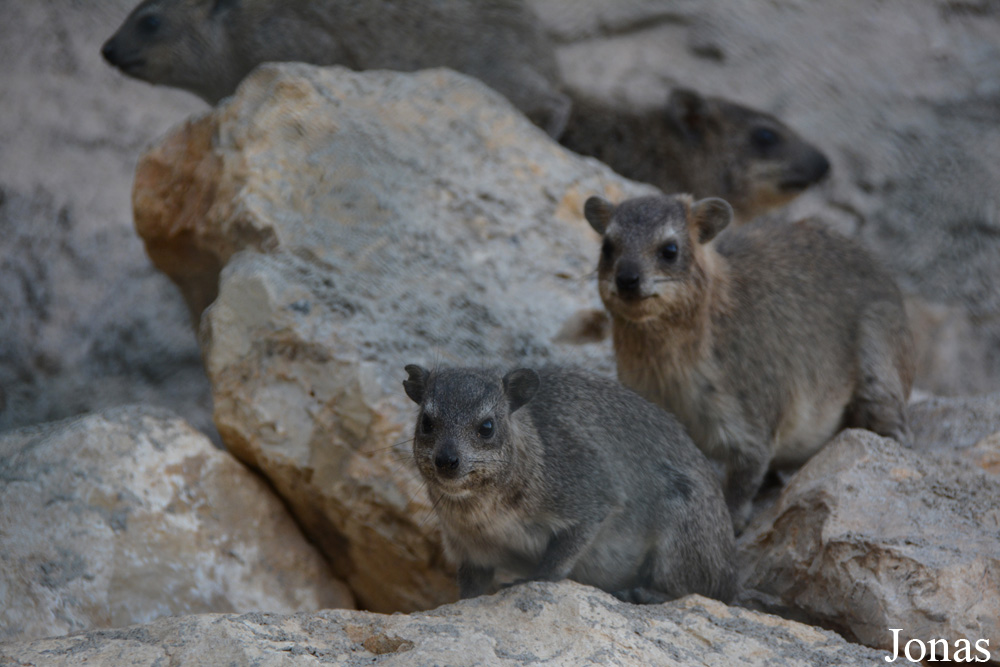 Procavia capensis jayakari
