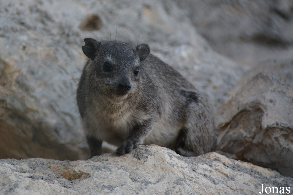 Procavia capensis jayakari