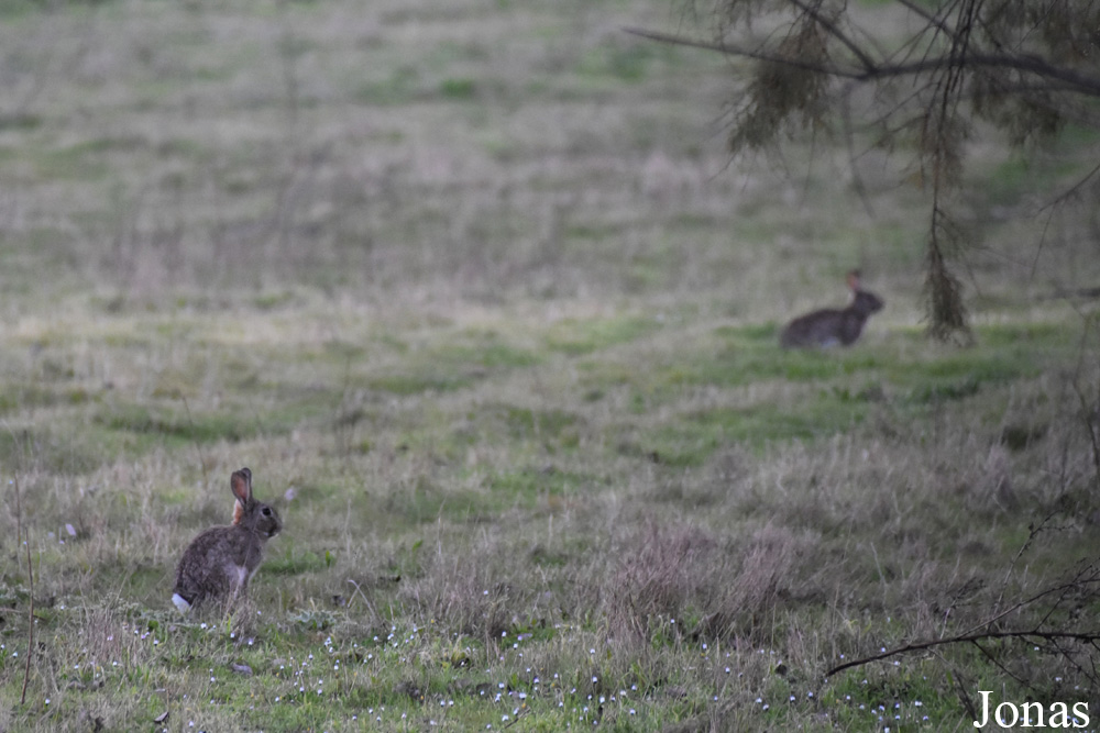 Oryctolagus cuniculus / Parc Natural de s'Albufera de Mallorca