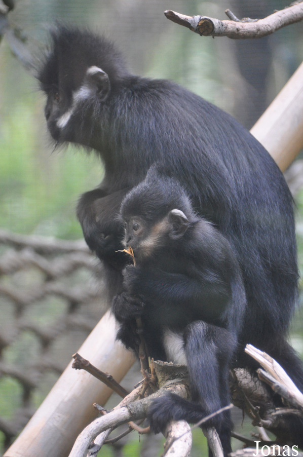 Trachypithecus francoisi