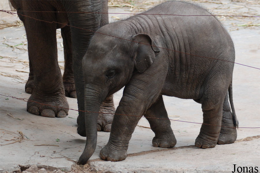 Elephas maximus