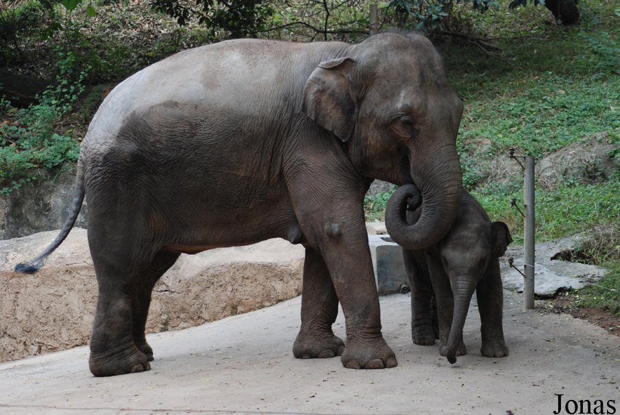 Elephas maximus