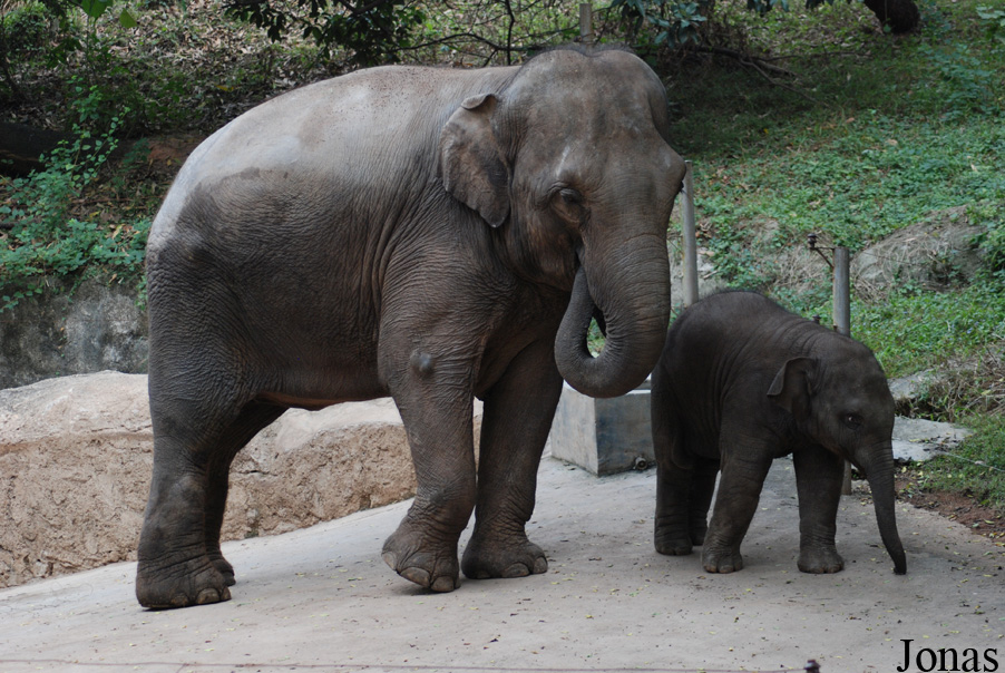 Elephas maximus