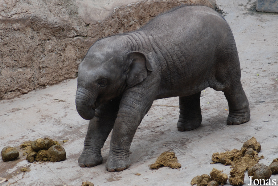 Elephas maximus
