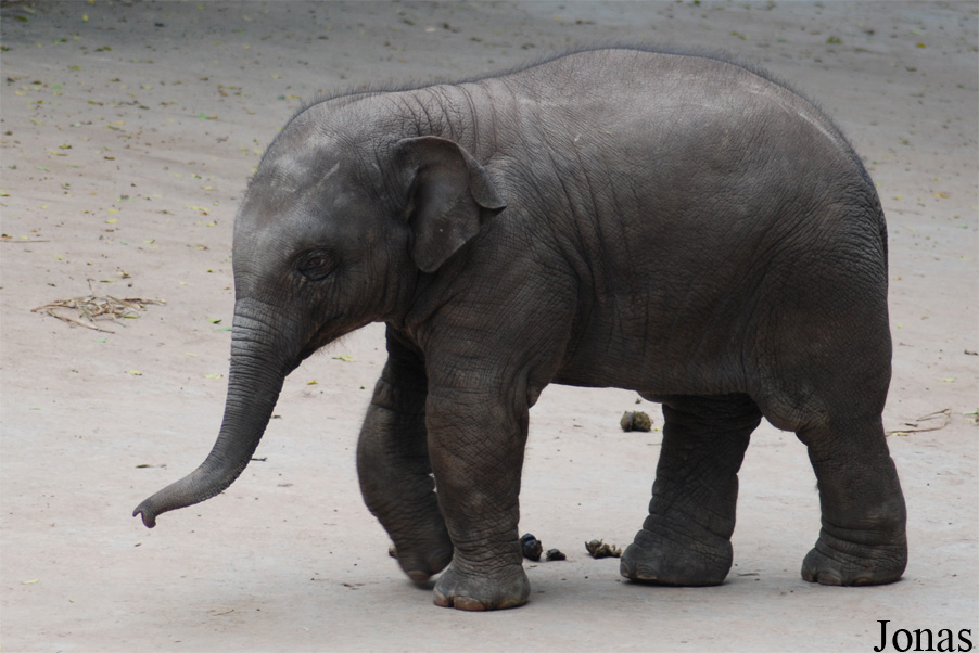 Elephas maximus