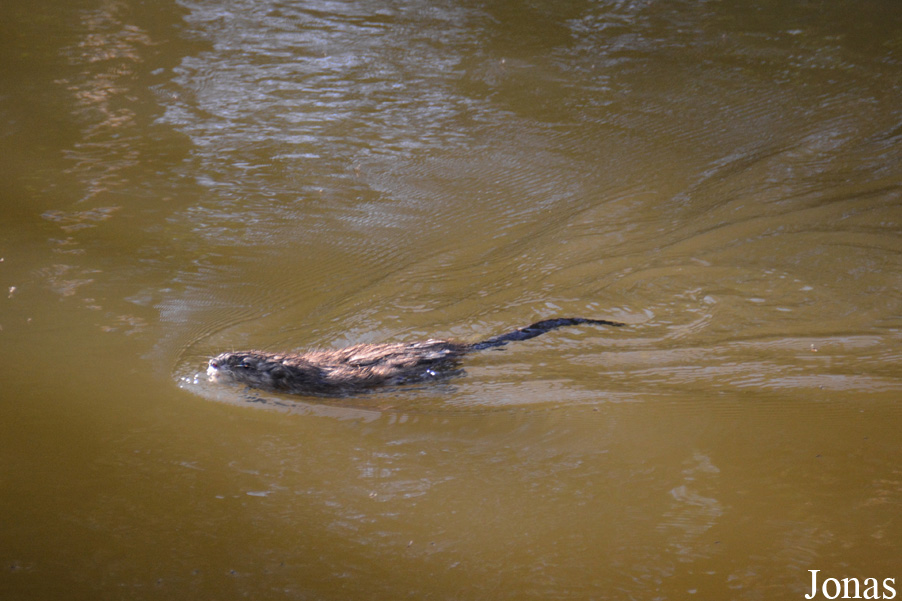 Ondatra zibethicus / Nordhorn