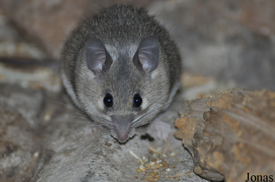Acomys cahirinus