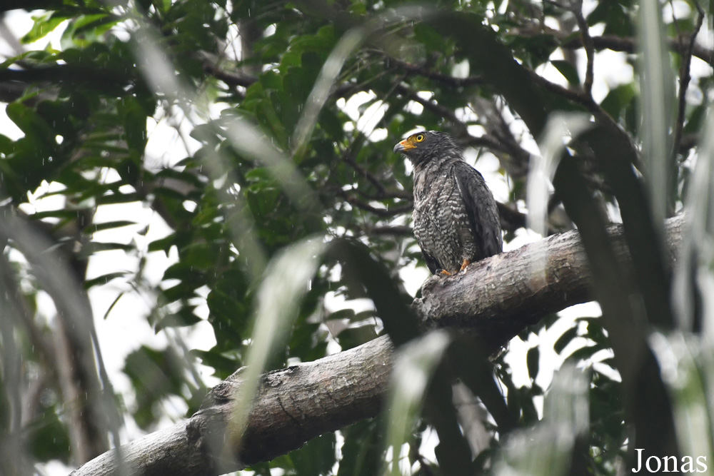 Rupornis magnirostris magnirostris / Route de Guatemala