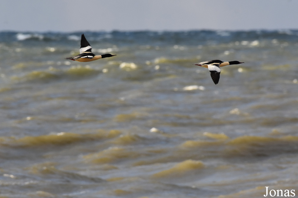 Mergus merganser merganser / Palanga