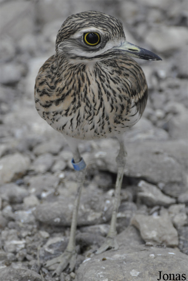 Burhinus oedicnemus oedicnemus
