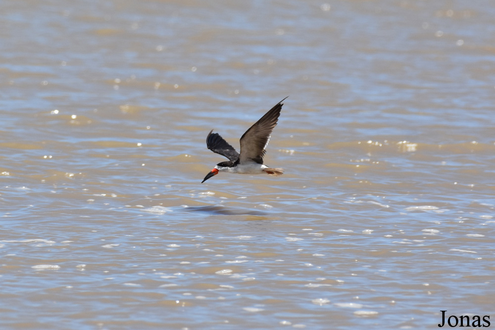 Rynchops niger cinerascens / Plage de Kourou