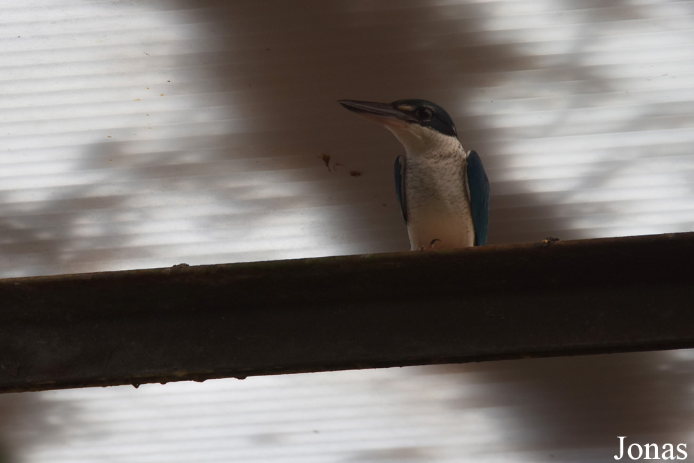 Todiramphus chloris