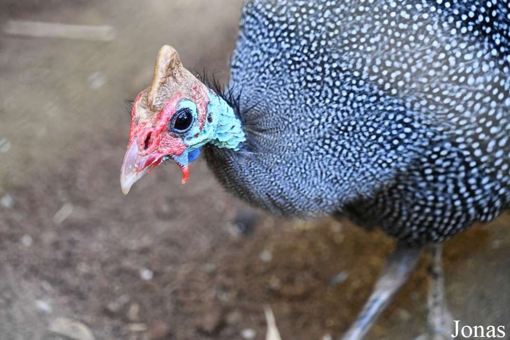 Numida meleagris / Lemuria Land