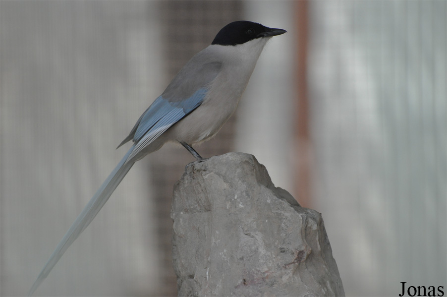 Cyanopica cyanus / Beijing