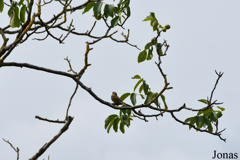 Emberiza cirlus / Oberkirch