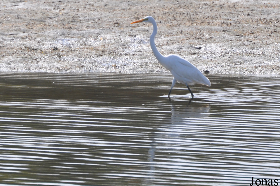 Ardea alba alba / Khor Kalba
