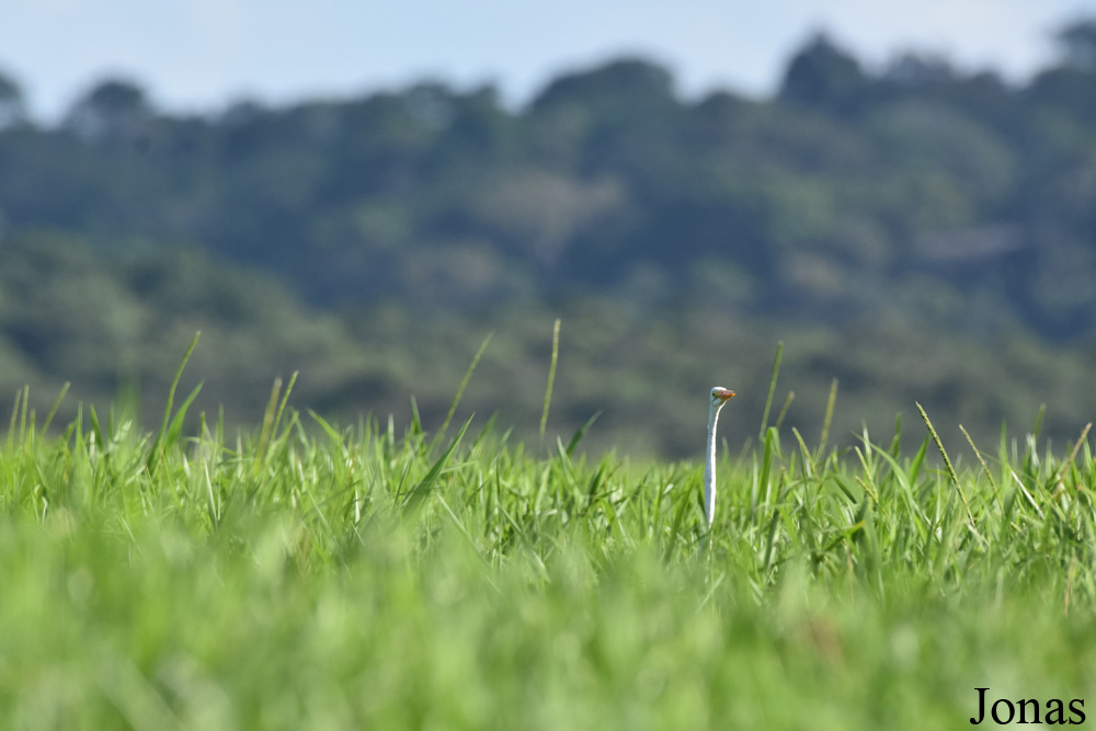Ardea alba egretta / Marais de Kaw