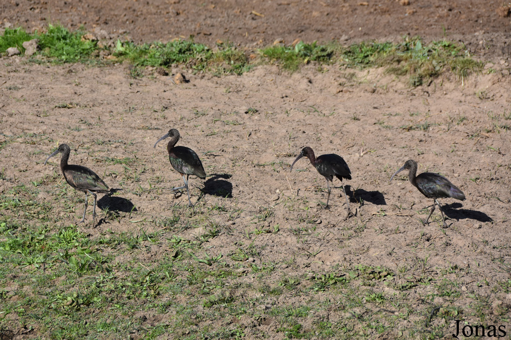 Plegadis falcinellus / Doñana National Park