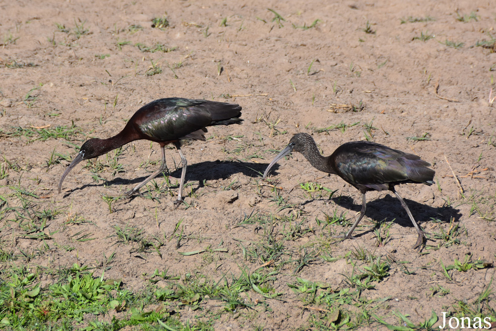 Plegadis falcinellus / Doñana National Park