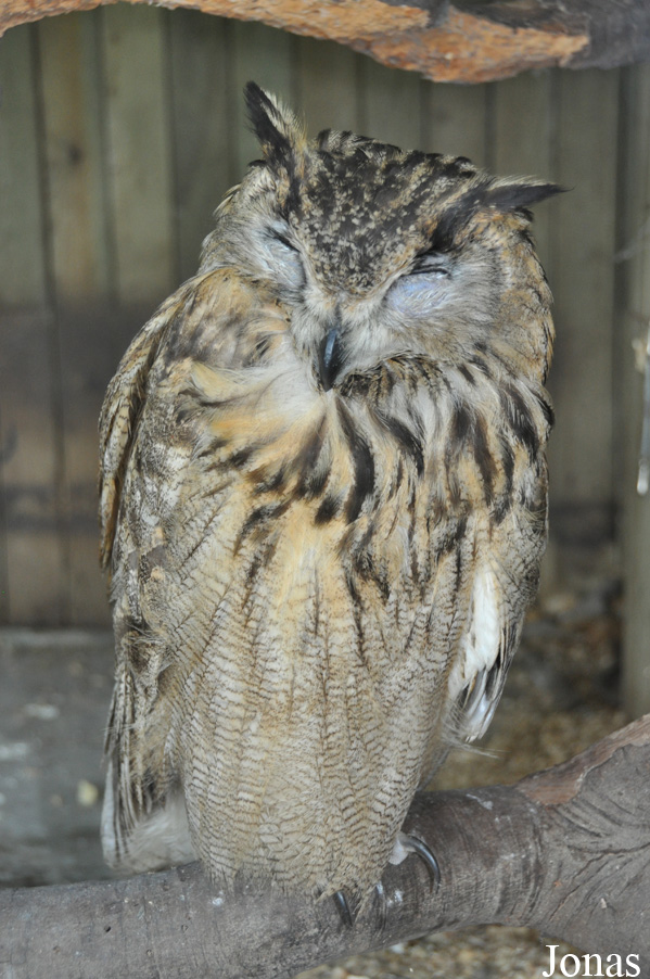 Bubo bubo