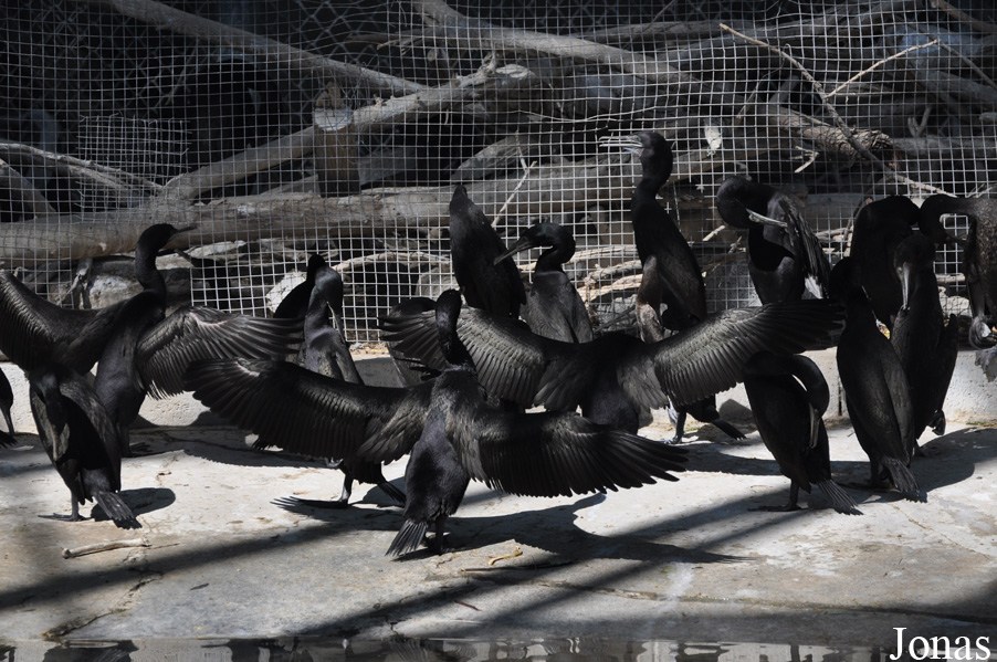 Phalacrocorax nigrogularis