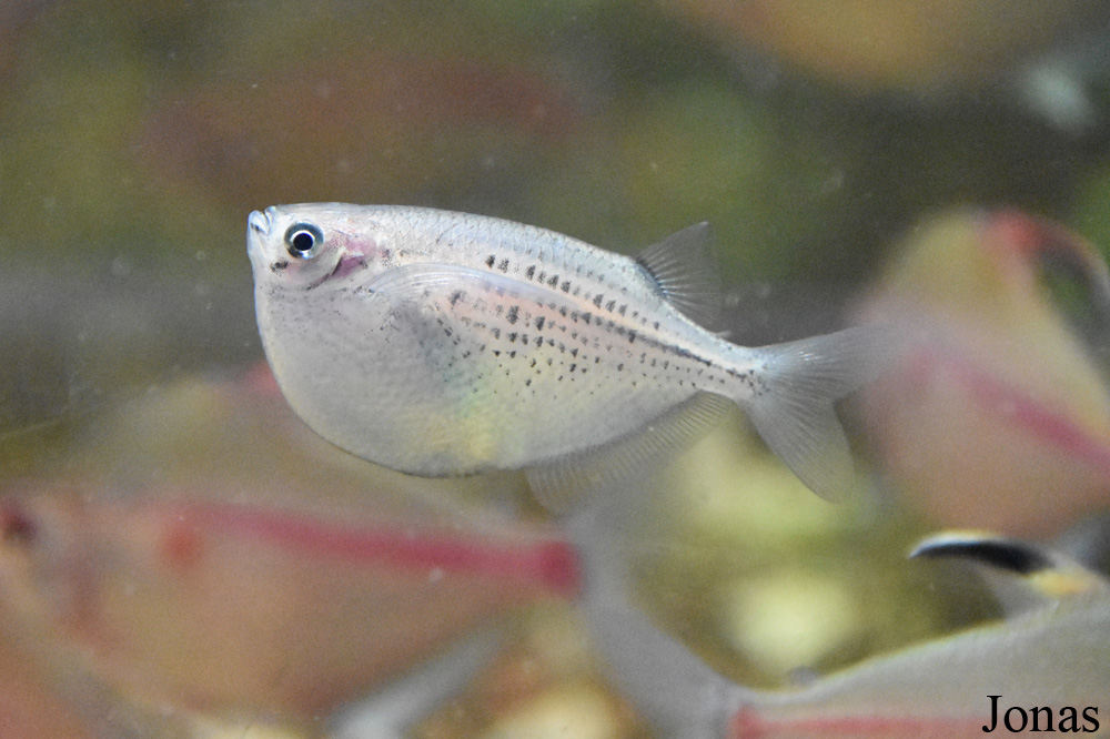 Gasteropelecus maculatus