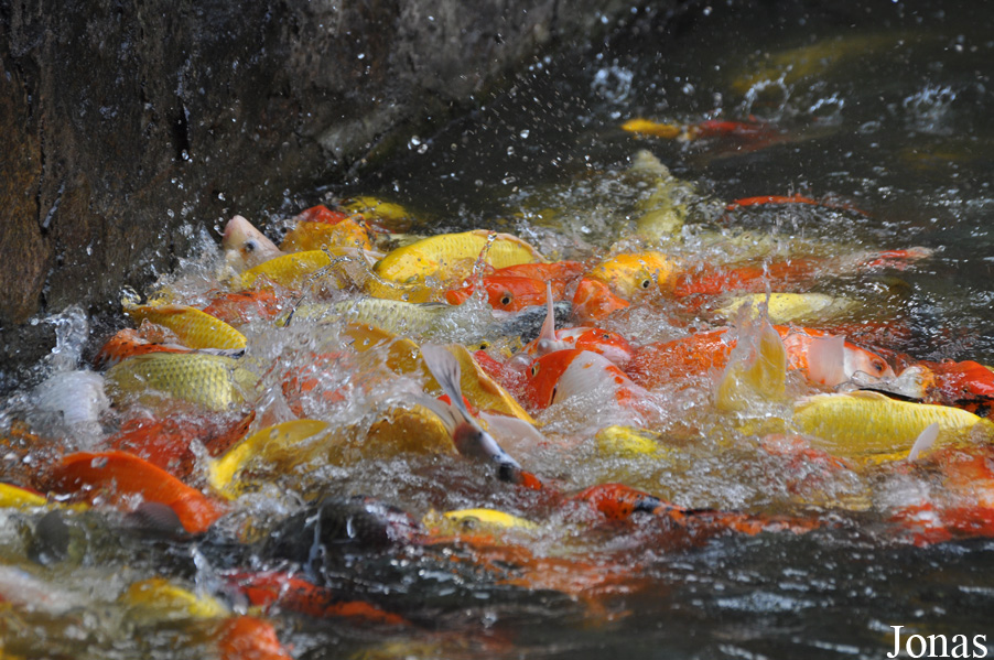 Cyprinus carpio
