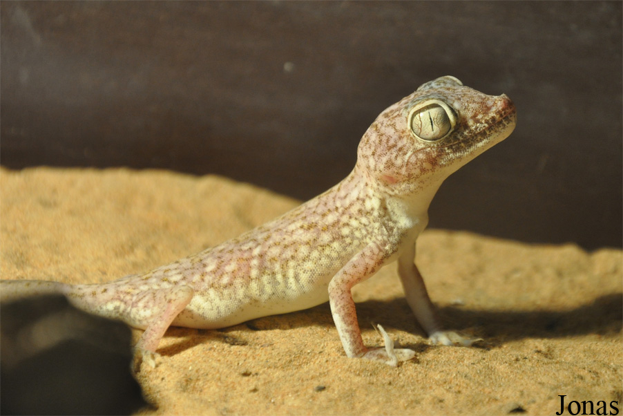 Stenodactylus doriae