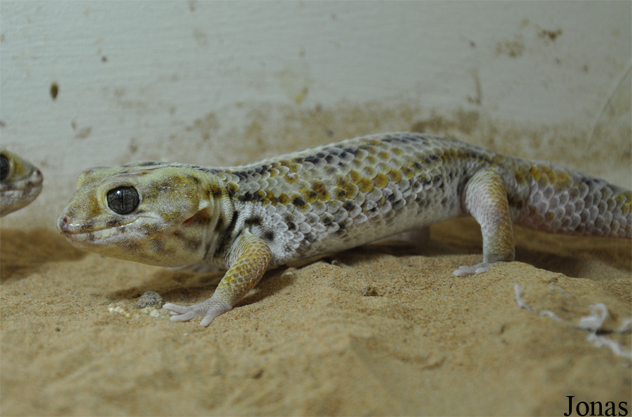 Teratoscincus scincus keyserlingi