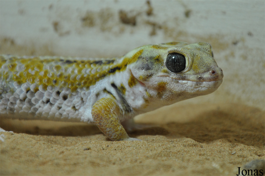 Teratoscincus scincus keyserlingi
