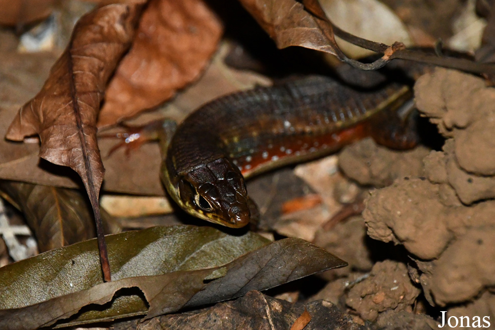 Zonosaurus rufipes / Parc National de Lokobe