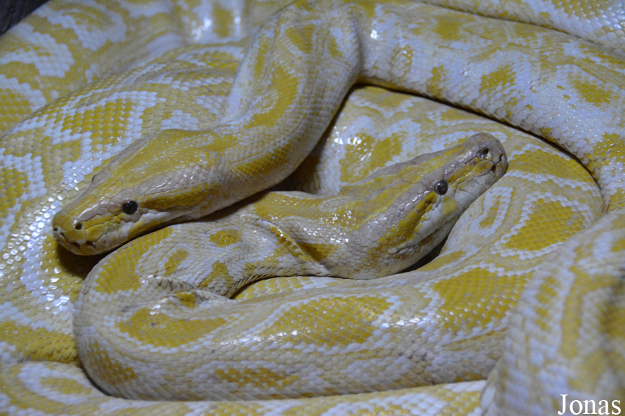 Python molurus