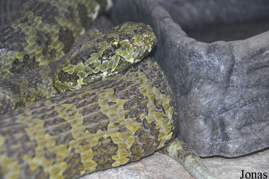 Protobothrops mangshanensis