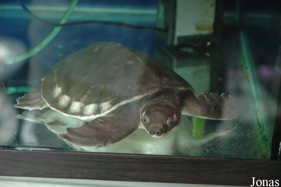 Carettochelys insculpta / Marchés animaliers de Chengdu