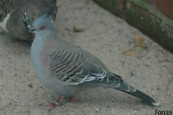 Vogelpark Walsrode
