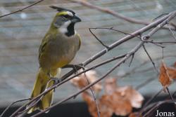 Bird Park Vorobyi