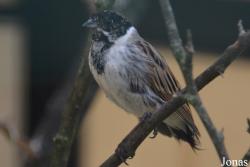 Bird Park Vorobyi