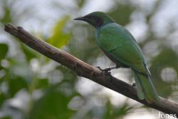 Vogelpark Ruinen