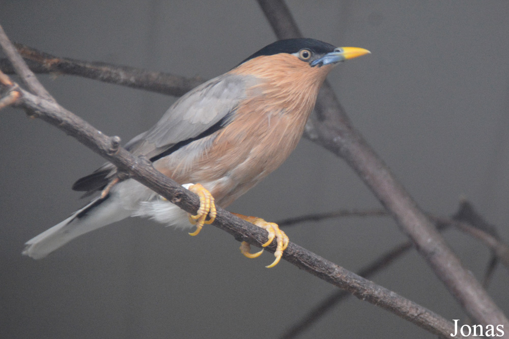 Vogelpark Ruinen