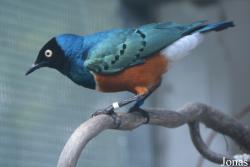 Vogelpark Groß-Rohrheim