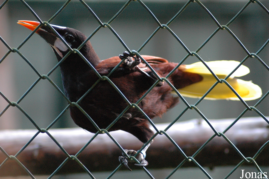 Vogelpark Walsrode