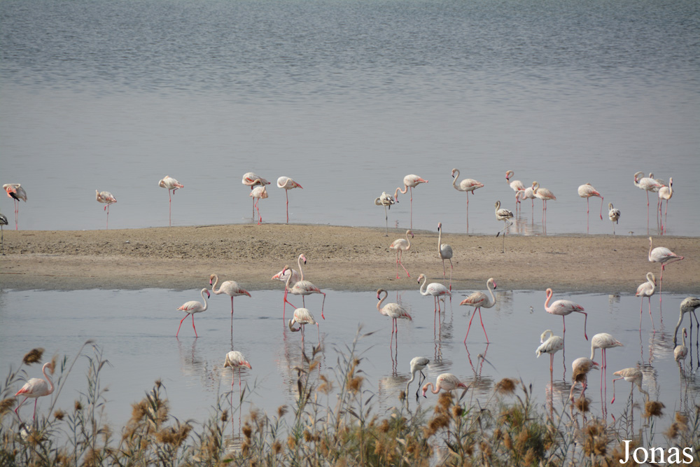 Al Wathba Wetland Reserve