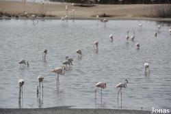 Al Wathba Wetland Reserve