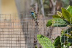 Merops cyanophrys muscatensis