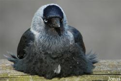 Corvus monedula