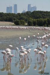 Ras Al Khor Wildlife Sanctuary